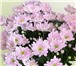 Foto в Домашние животные Растения «Служба доставки цветов» - доставим свежесрезанные в Екатеринбурге 25