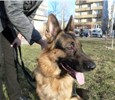 Фото в Домашние животные Вязка собак Чепрачный с ярким подпалом. Оценка "отлично", в Санкт-Петербурге 0