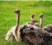 Фото в Домашние животные Птички Страус черного африканского страуса Самой в Казани 30 000
