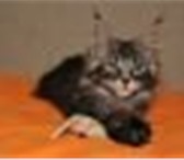 Котята мейн-кун из питомника!  Две кошечки интеллигентка и оторва,   выбирайте сами! 167712  фото в Москве