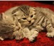 Фотография в Домашние животные Другие животные Вислоухие чистокровные шотландские котята в Старом Осколе 5 500