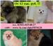 Шпица роскошные щенки продаются 3993770 Померанский шпиц фото в Костроме