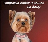 Foto в Домашние животные Стрижка собак Профессиональная стрижка собак и кошек любых в Санкт-Петербурге 1 500