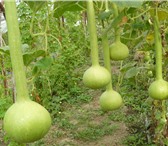 Изображение в Домашние животные Растения Созревшие и высушенные плоды лагенарии используются в Краснодаре 25