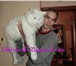 Изображение в Домашние животные Вязка Уникальный белоснежный кот, неоднократный в Москве 20 000