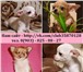 Чихуахуа продам недорого 2341935 Чихуахуа фото в Вологде