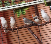 Фото в Домашние животные Птички Продаются зебровые амадины 5 месяцев, можно в Нижневартовске 400