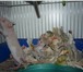 Foto в Домашние животные Грызуны Продаются забавнючие - красивучие крысята, в Красноярске 200