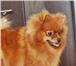 Продам щенков шпица 215396  фото в Красноярске