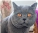 Изображение в Домашние животные Вязка Предлагаем вязку с шикарным красивым котом-Шотландский в Москве 2 000