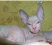 Изображение в Хобби и увлечения Разное Предлагаю котят породы Донской Сфинкс, дата в Чебоксарах 7 000