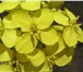 Изображение в Домашние животные Растения ООО НПО «Вниимк» предлагает сертифицированные в Краснодаре 80