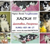 Черно-белые щенята хаски 3455189 Сибирский хаски фото в Котлас