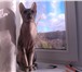 Фотография в Домашние животные Вязка Кот приглашает кошку на вязку.  кот с документами в Тольятти 2 000