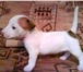Джек Рассел терьер,   Высокопородные щенки шоу-класса 149458  фото в Нижнем Тагиле