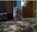 Фото в Домашние животные Вязка Британский Кот! Окрас Светло- голубой! Приглашает в Пензе 2 000