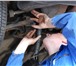 Фотография в Авторынок Автосервис, ремонт Ремонт ходовой части, 
Ремонт и замена ДВС, 
Замена в Владивостоке 1