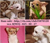 Чихуахуа продам недорого 2341935 Чихуахуа фото в Вологде