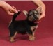 Многопородный питомник собак Иришстар предлагает к продаже породистых , очаровательных щенков йоркш 68561  фото в Нижнем Новгороде
