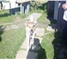 Заподносибирские лайки! 2086333 Западно-сибирская лайка фото в Ярославле