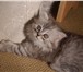 Продаются очаровательные шотландские прямоухие пушистые котята хайленд страйт,  Окрас как в рекламе 69496  фото в Москве