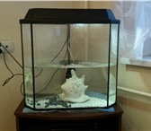 Изображение в Домашние животные Товары для животных Продам аквариум на 50 литров, в шикарном в Москве 4 000