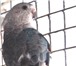 Фото в Домашние животные Птички Продам разнообразных певчих попугаев из семейства в Ростове-на-Дону 5
