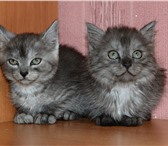 Котята в добрые руки 1304385 Домашняя кошка фото в Саратове