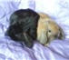 Фотография в Домашние животные Грызуны очаровательные и милые крольчата ждут своих в Екатеринбурге 1 500