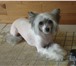 Изображение в Домашние животные Услуги для животных г. Калуга. Стрижка собак различных пород в Калуге 1 000