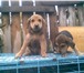 Продаются щенки русской гончей от рабочих родителей, возраст 3 мес, обращаться по тел, 89058418500 68018  фото в Оренбурге