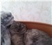 Фотография в Домашние животные Вязка Возраст 2 года. Ещё не вязали. в Тюмени 0