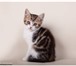 Питомник «Helens» предлагает шотландских котят - окрас: шоколадно-мраморные биколоры, шоколадн 69510  фото в Москве