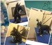 Изображение в Домашние животные Услуги для животных Зоопарихмахерская "Хвостатый модник», расположенной в Людиново 600