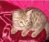 Продаются котята - скотиш страйт, фолд; от титулованных производителей, Дет камдва месяца, зам 69220  фото в Екатеринбурге