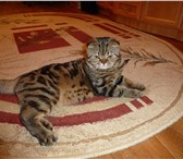 Фотография в Домашние животные Вязка Шотландский вислоухий кот скоттиш фолд приглашает в Арзамасе 2 000