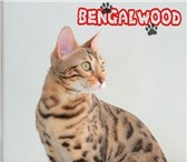 Продаются бенгальские котята маленькие домашние леопарды Все котята привиты и приучены к лотку и ко 69531  фото в Москве