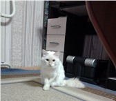 Изображение в Домашние животные Вязка белый пушистый кот ищет кошку! Не породистый. в Стерлитамаке 0