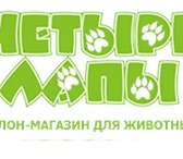Изображение в Домашние животные Стрижка собак -Модельная стрижка -гигиеническая стрижка в Москве 0