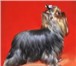 Фото в Домашние животные Вязка собак Предлагаю для вязки красивого кобеля йоркширского в Москве 5 000