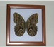 Изображение в Мебель и интерьер Другие предметы интерьера Бабочки в рамке купить, засушенные бабочки в Москве 800