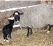 Foto в Домашние животные Другие животные Вид животного: С/х животныеПродаются овцы в Екатеринбурге 150