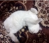 Изображение в Домашние животные Вязка Для вязки ищем кошечку белую британку.кот в Губкин 0