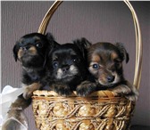 Чудо щеночки Русского длинношерстного Той-терьера 2169090 Русский той-терьер фото в Минске