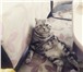 Фото в Домашние животные Вязка Ждем в гости на вязку с прямоухим шотладнцем, в Уфе 1 000