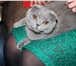 Фото в Домашние животные Вязка Британская, вислоухая кошечка срочно ищет в Орехово-Зуево 0