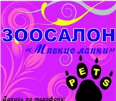 Изображение в Домашние животные Стрижка собак Стрижка cобак и кошек в Клину. Зоосалон Мягкие в Клин 0