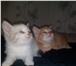 Фото в Домашние животные Отдам даром Отдам двух котят . Первый мальчик(цвет рыжий) в Тольятти 0