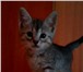Фотография в Домашние животные Отдам даром Отдам в добрые руки трех игривых котят от в Рязани 0
