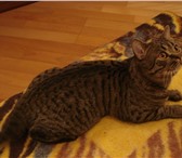 Изображение в Домашние животные Вязка Воспитанный британский короткошёрстный котик в Братске 5 000